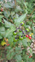 Solanum dulcamara
