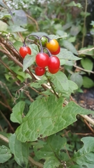 Solanum dulcamara