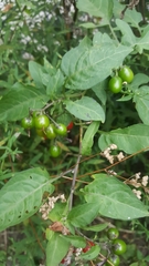 Solanum dulcamara