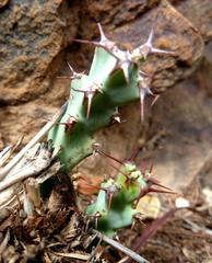 Euphorbia schinzii