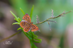Antillea pelops