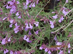 Hedeoma hyssopifolia