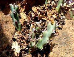 Euphorbia schinzii