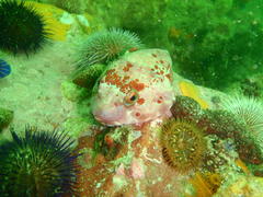 Chorisochismus dentex