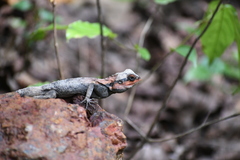Psammophilus dorsalis