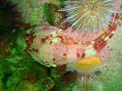 Chorisochismus dentex