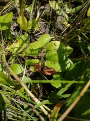 Packera pseudaurea