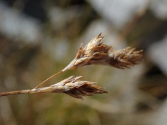 Carex phaeocephala