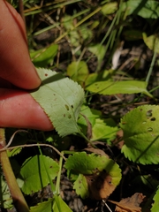 Packera pseudaurea