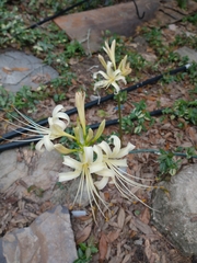 Lycoris × albiflora