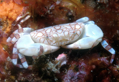 Neolioxantho asterodactylus