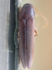 Serropalpus