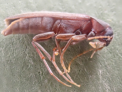 Serropalpus
