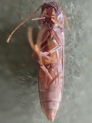 Serropalpus