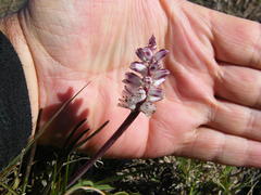 Lachenalia contaminata