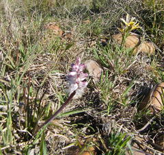 Lachenalia contaminata