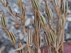 Schenkia spicata