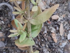 Schenkia spicata