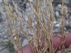 Schenkia spicata
