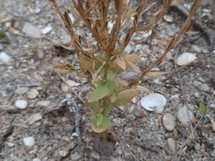 Schenkia spicata