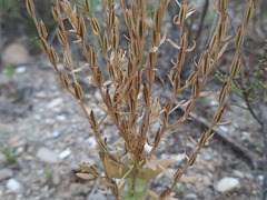 Schenkia spicata