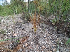 Schenkia spicata