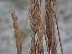 Agropyron desertorum