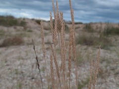 Agropyron desertorum