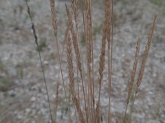 Agropyron desertorum