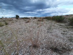 Agropyron desertorum