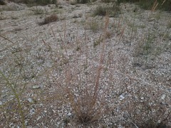 Agropyron desertorum
