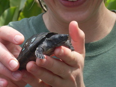 Dermatemys mawii