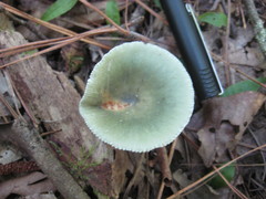 Russula subgraminicolor