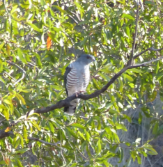 Aviceda cuculoides verreauxii