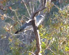 Aviceda cuculoides verreauxii