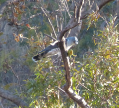 Aviceda cuculoides verreauxii