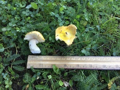 Tricholoma