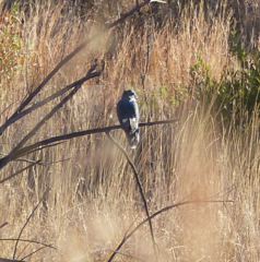 Aviceda cuculoides verreauxii