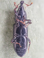 Cossonus
