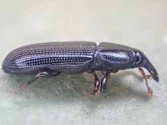 Cossonus