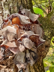 Auricularia angiospermarum