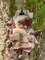 Auricularia angiospermarum