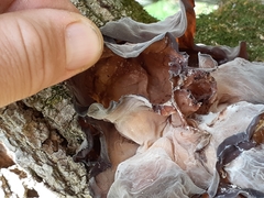 Auricularia angiospermarum