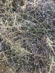 Adolphia californica