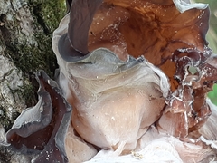 Auricularia angiospermarum