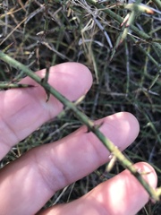 Adolphia californica