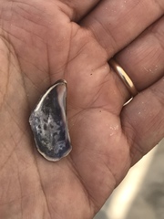 Brachidontes pharaonis