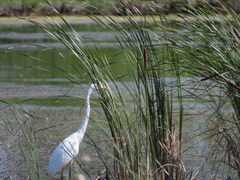 Ardea alba