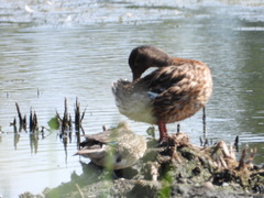Anas platyrhynchos