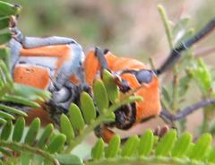 Tragocephala variegata